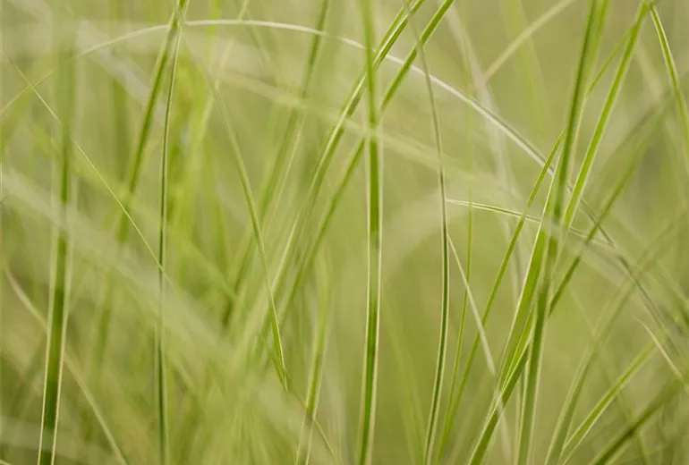 Carex brunnea 'Variegata'