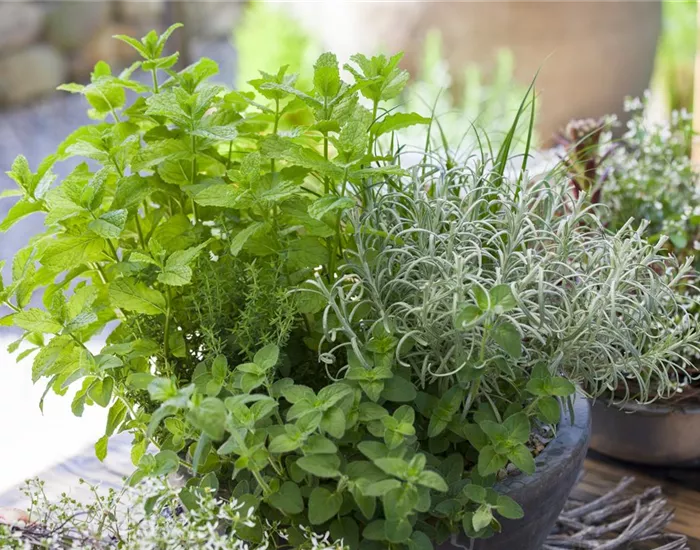 Mit frischen Kräutern in den Frühling starten