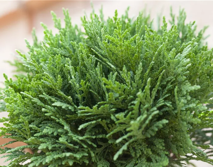 Zwerggehölze für Terrasse und Balkon 