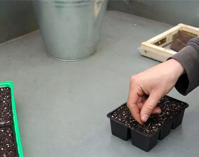 Zwergastern - Aussäen von Samen