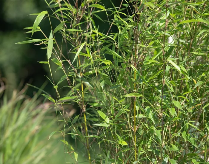 Bambus – das exotische Multitalent im Garten