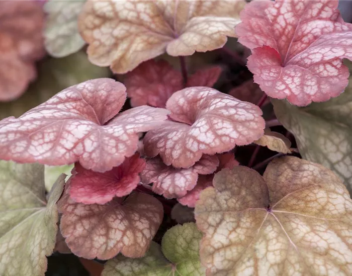 Das Purpurglöckchen – eine Kämpfernatur im Staudenbeet