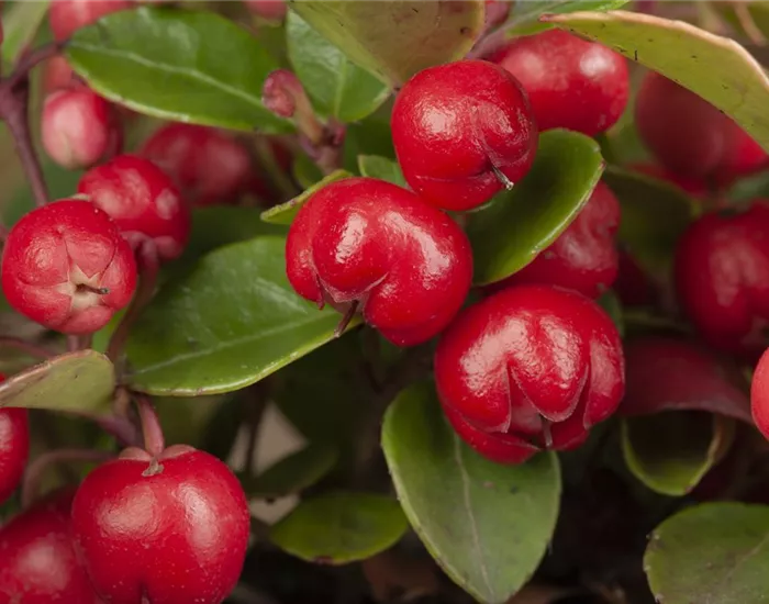 Die Scheinbeere – wenn eine Pflanze zur Dekoration wird