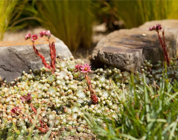 Der Steingarten – kleine Gebirge und Überlebenskünstler Der Steingarten – kleine Gebirge und Überlebenskünstler