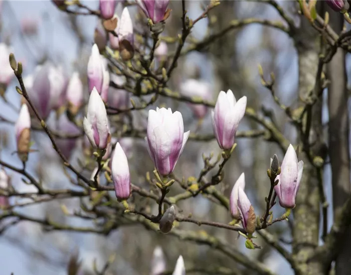 Die Magnolie – Blütenzauber im Frühling