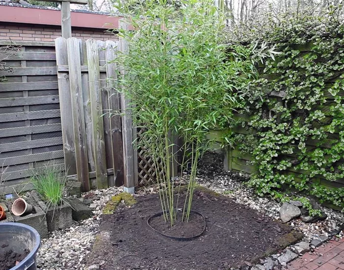 Bambus - Einpflanzen im Garten