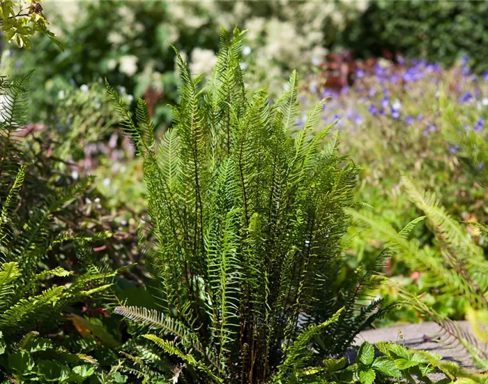 Feuchtzonen im Garten