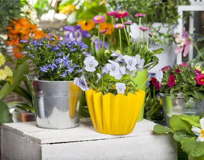 Frühling auf dem Balkon - Hornveilchen, Narzisse und Co. Frühling auf dem Balkon - Hornveilchen, Narzisse und Co.