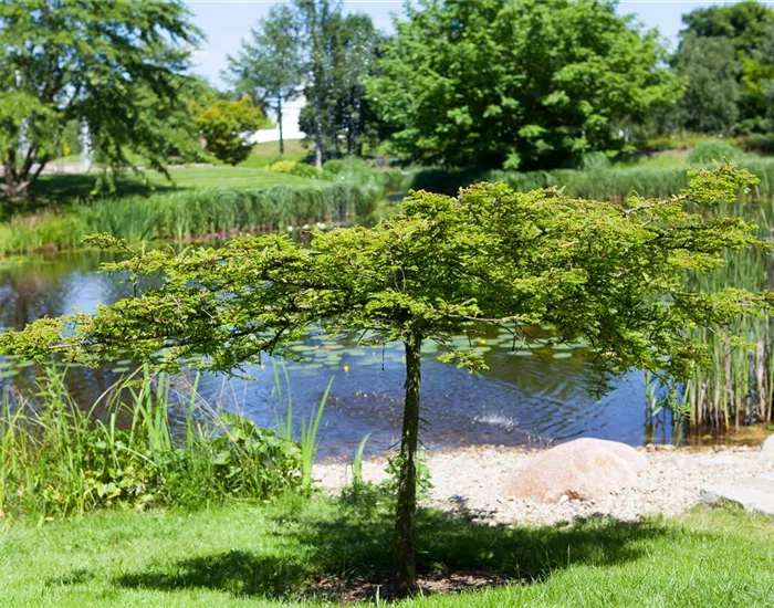 Gartenteich easy going - so klappt's