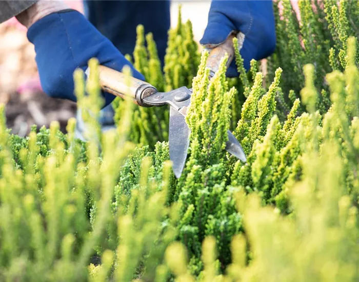 Für die Gesundheit – Rückschnitt im Frühling Für die Gesundheit – Rückschnitt im Frühling