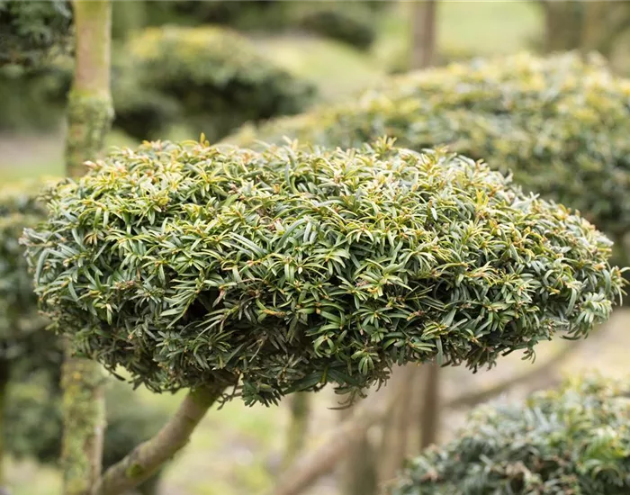 Koniferen schmücken das ganze Jahr