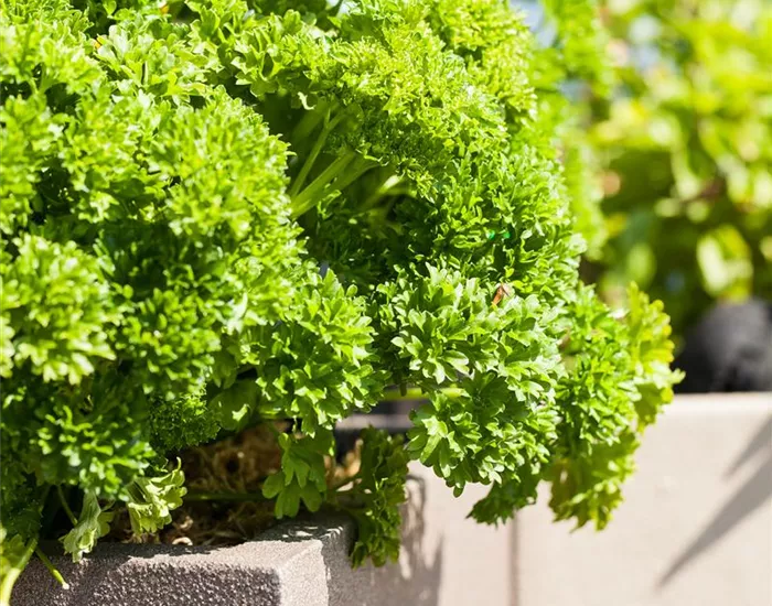 Kräuter im eigenen Garten: Anlegen des Kräutergartens