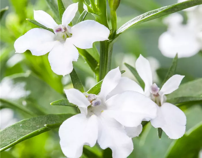 Männertreu: mehr als nur eine schöne Lückenfüllerin