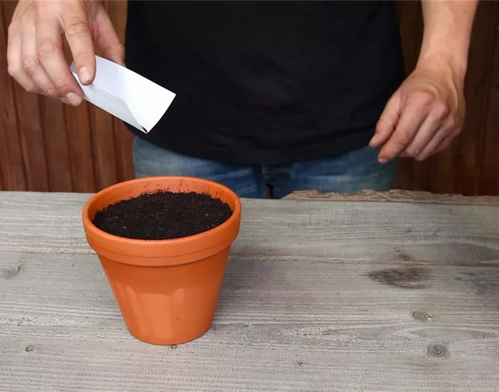 Oregano - Aussäen von Samen