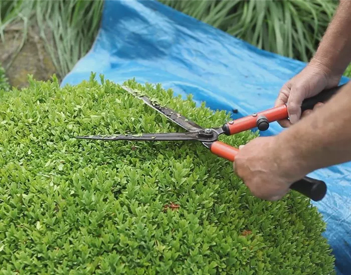 Buchsbaum - Zurückschneiden