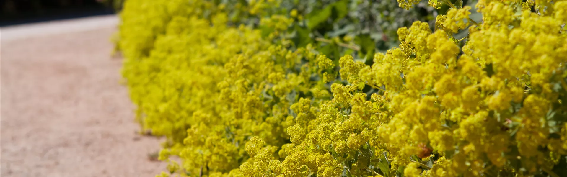 Alchemilla xanthochlora