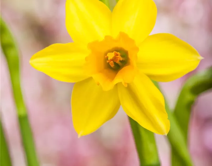 Narzissen – Frühling im Garten