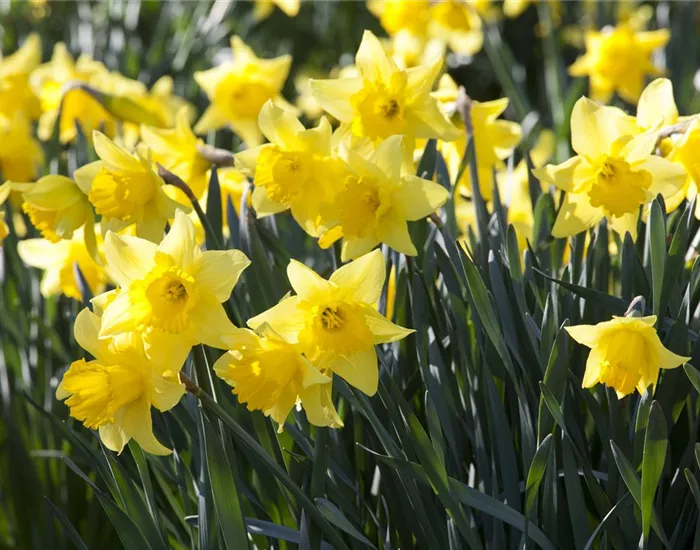 Ein Beet voller Narzissen – Osterglocken einpflanzen