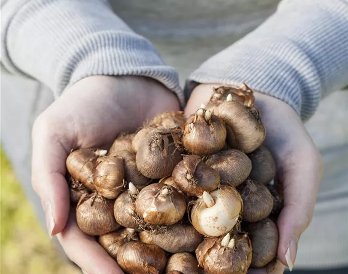 Keine Angst im Dunkeln – Blumenzwiebeln überwintern