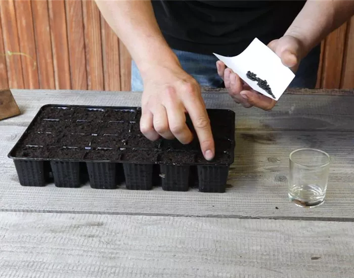 Sonnenblumen - Aussäen von Samen