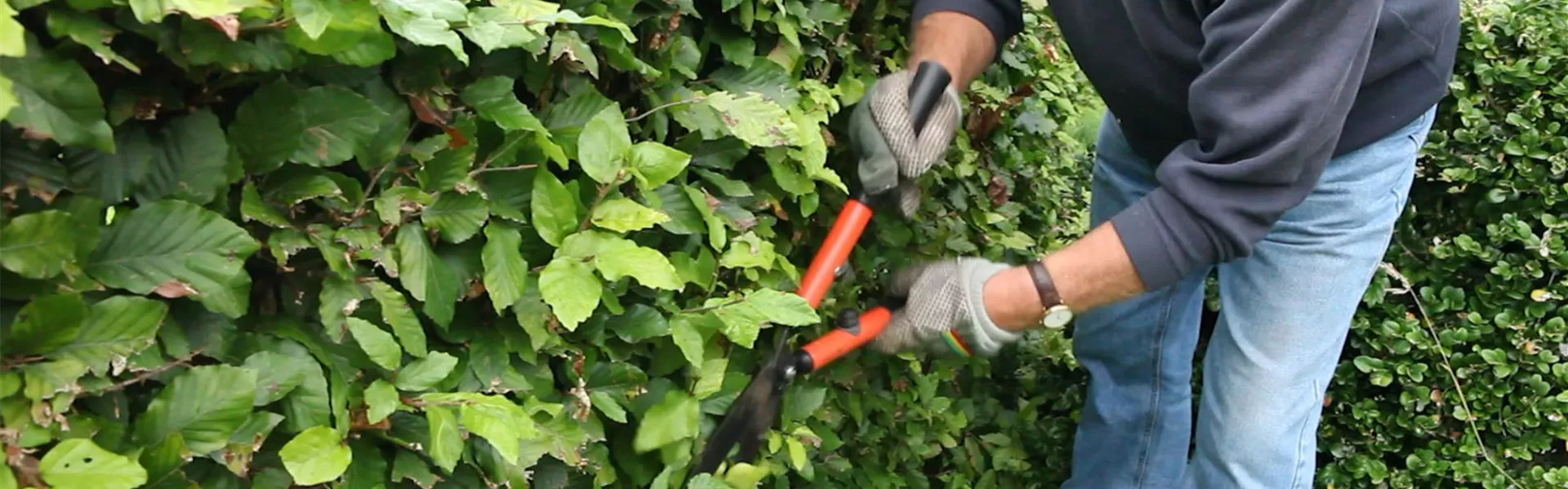 Rotbuchenhecke - Zurückschneiden mit der Hand-Heckenschere (4).jpg