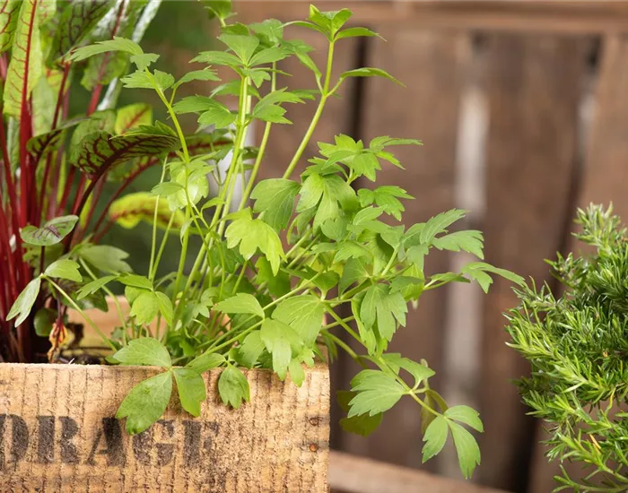 Kräuter auf dem Balkon – Würziges auf kleinstem Raum