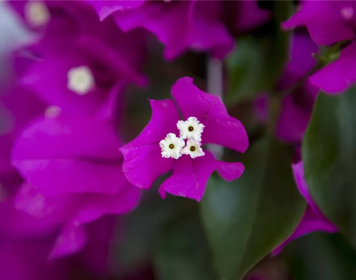 Bougainvillea – Die Wunderblume richtig pflegen