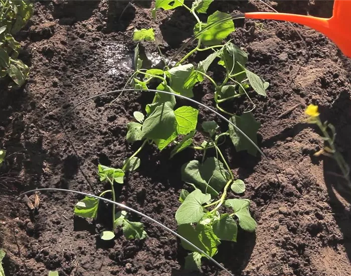 Gurken - Aussaat und Aufzucht