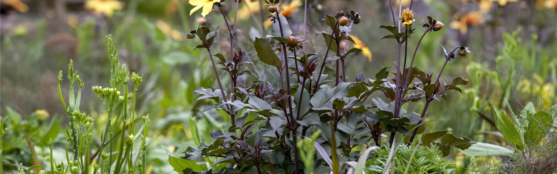 GS499182.jpg GS499182.jpg