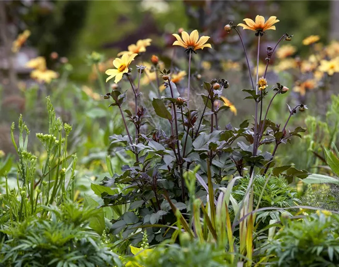 Der Boden im Blumenbeet: Vorbereitung und Pflege Der Boden im Blumenbeet: Vorbereitung und Pflege