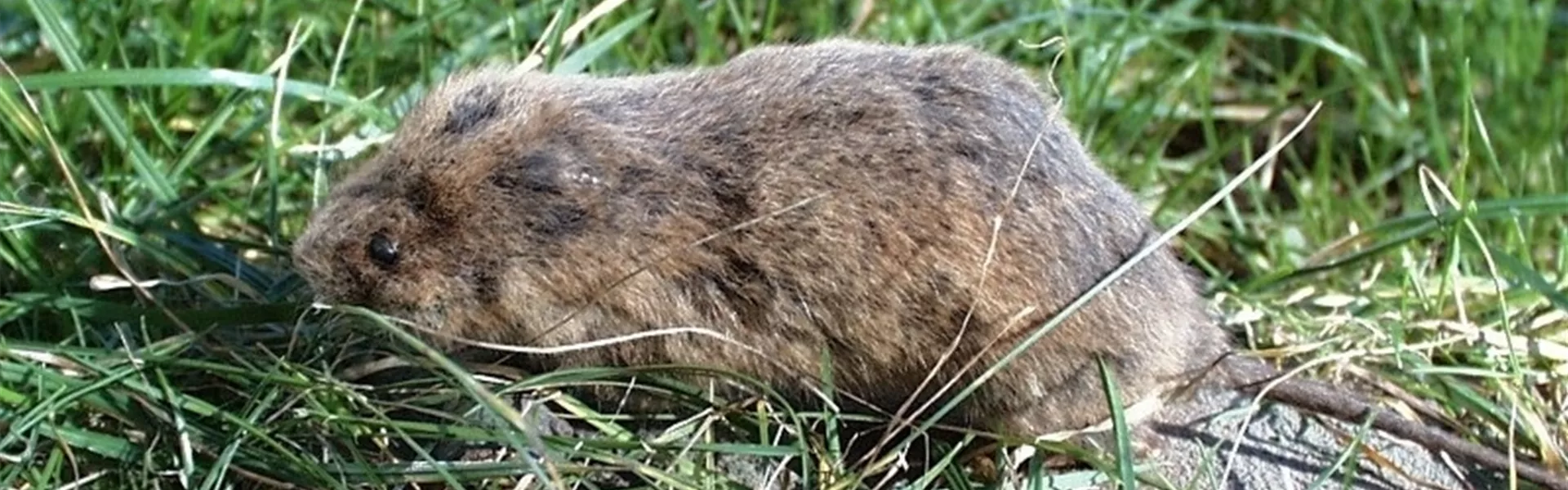 wuelmaus1-800x600.jpg wuelmaus1-800x600.jpg