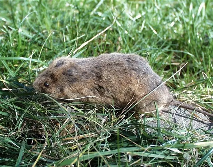 Schutz vor Wühlmäusen – was schafft effektive Abhilfe? Schutz vor Wühlmäusen – was schafft effektive Abhilfe?