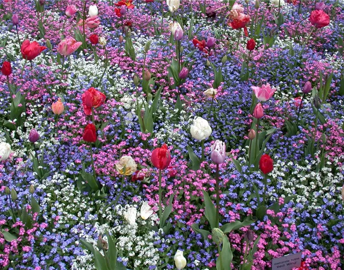 Die Frühblüher – Stars und Sternchen im Frühling Die Frühblüher – Stars und Sternchen im Frühling