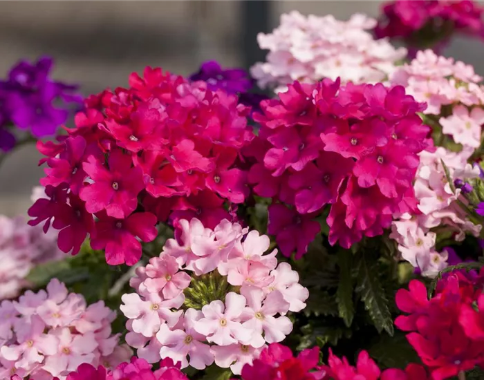 Die Verbene – schön und nützlich zugleich