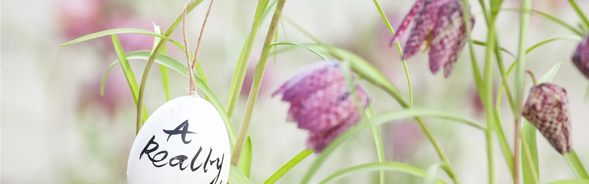 GS528136.jpg GS528136.jpg