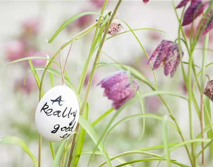 Der Garten für den Osterhasen – ein Frühlingsparadies! Der Garten für den Osterhasen – ein Frühlingsparadies!