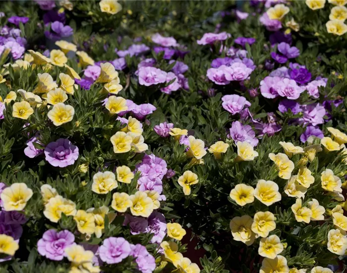Farbe bekennen macht im Garten richtig Spaß!