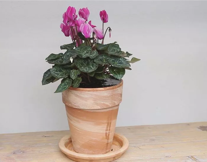 Alpenveilchen - Einpflanzen in ein Gefäß