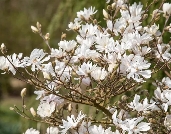 Frühblühende Gehölze – Ziemlich coole Gartenbewohner