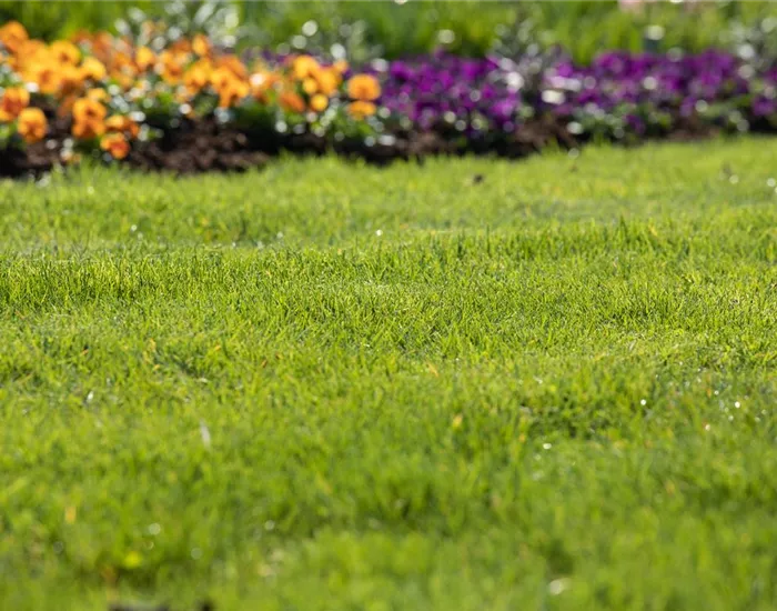 Frühjahrskur für den Rasen – endlich wieder durchatmen
