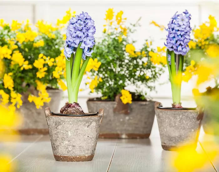 Hyazinthe, Krokus und Co. – der Frühling wird bunt Hyazinthe, Krokus und Co. – der Frühling wird bunt