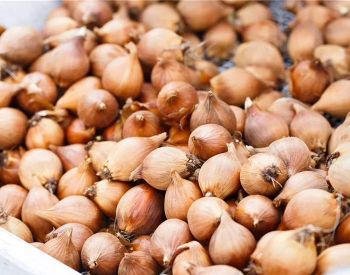 Blumenzwiebeln – kleine Zwiebeln mit großer Wirkung Blumenzwiebeln – kleine Zwiebeln mit großer Wirkung