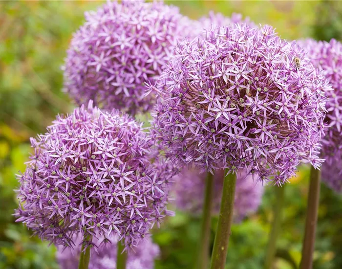 Allium – eleganter Zierlauch