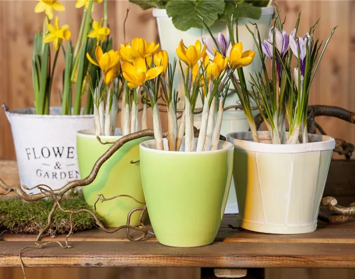 Frühling auf dem Balkon geht ohne bunte Blumen gar nicht Frühling auf dem Balkon geht ohne bunte Blumen gar nicht