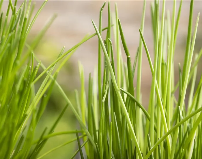 Kräuter schmücken jeden Garten