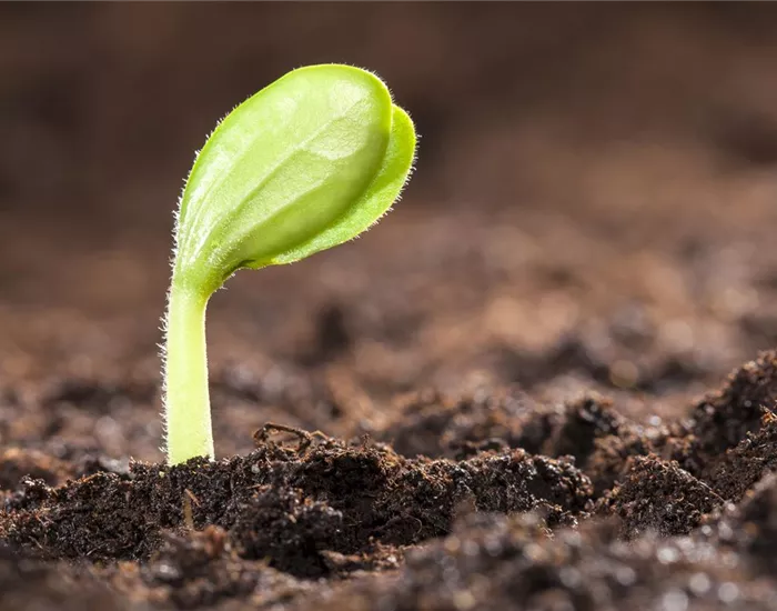 Mit dem Anbau im Gewächshaus schon im Mai die erste Ernte feiern