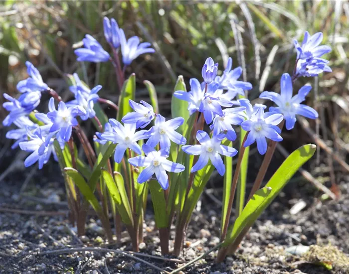 Blumenzwiebeln im Steingarten – So gelingt die Farbenpracht Blumenzwiebeln im Steingarten – So gelingt die Farbenpracht