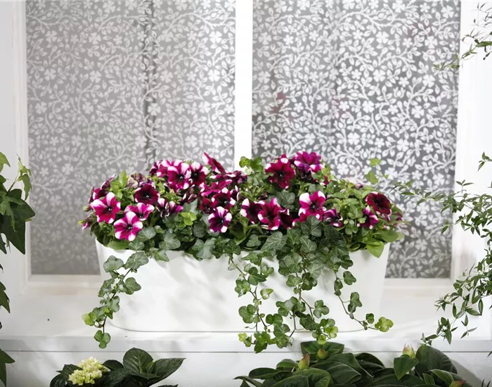 Bereit für den Sommer – Balkon und Garten blühen richtig auf