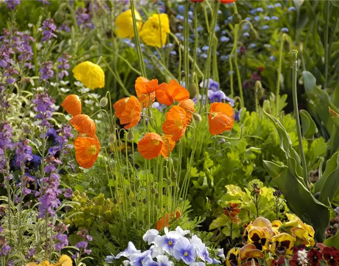 Mohn: Blütenzauber und Eleganz