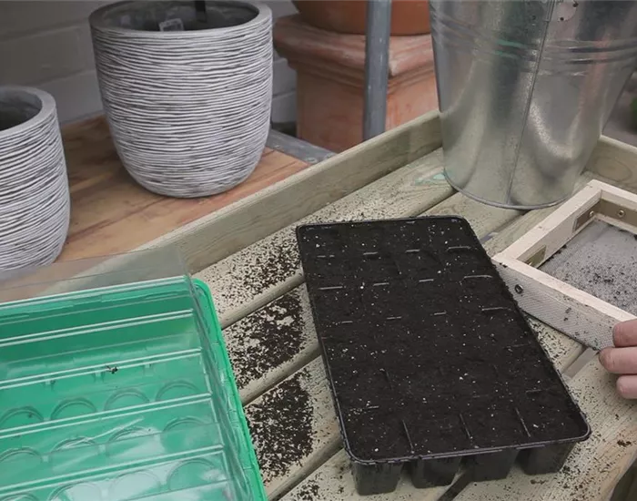 Chinakohl - Aussäen von Samen